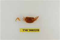 藏品(肥胖後相手蟹)的圖片